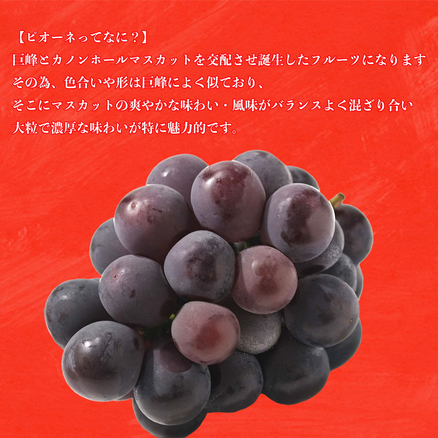 大粒で濃厚な味わいの高級フルーツ【ピオーネ】