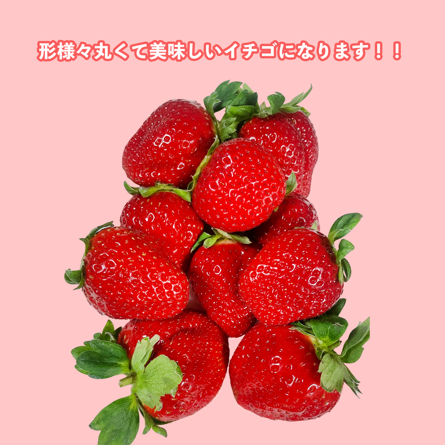 山口県柳井市で見つけた一粒にギューっと愛情と旨味が詰まった【谷さんちのいちご】
