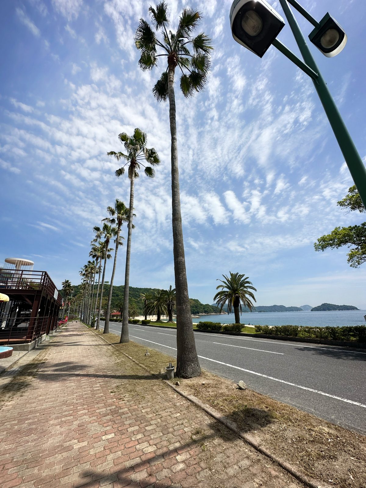 海ぞいの道に並ぶヤシの木