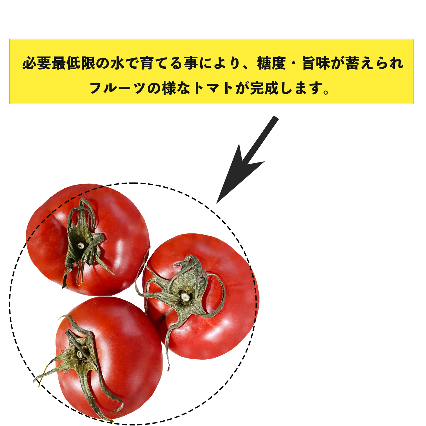 山口県秋穂が産んだ奇跡のフルーツトマト