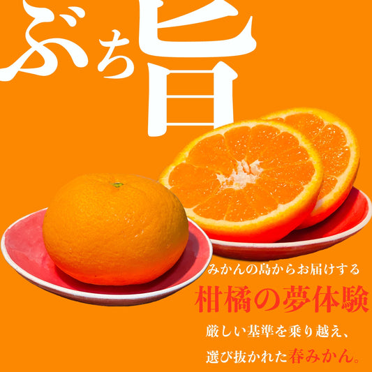 【福岡西新店で販売中！山口県オリジナルみかん『せとみ』『ゆめほっぺ』をご紹介！】