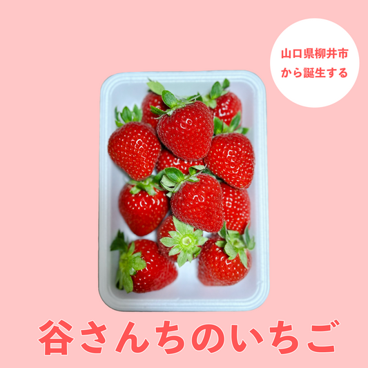 山口県柳井市で見つけた一粒にギューっと愛情と旨味が詰まった【谷さんちのいちご】