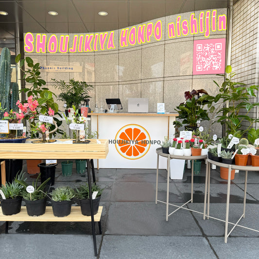 福岡・西新に誕生した新スポット｜観葉植物と果物の癒し空間