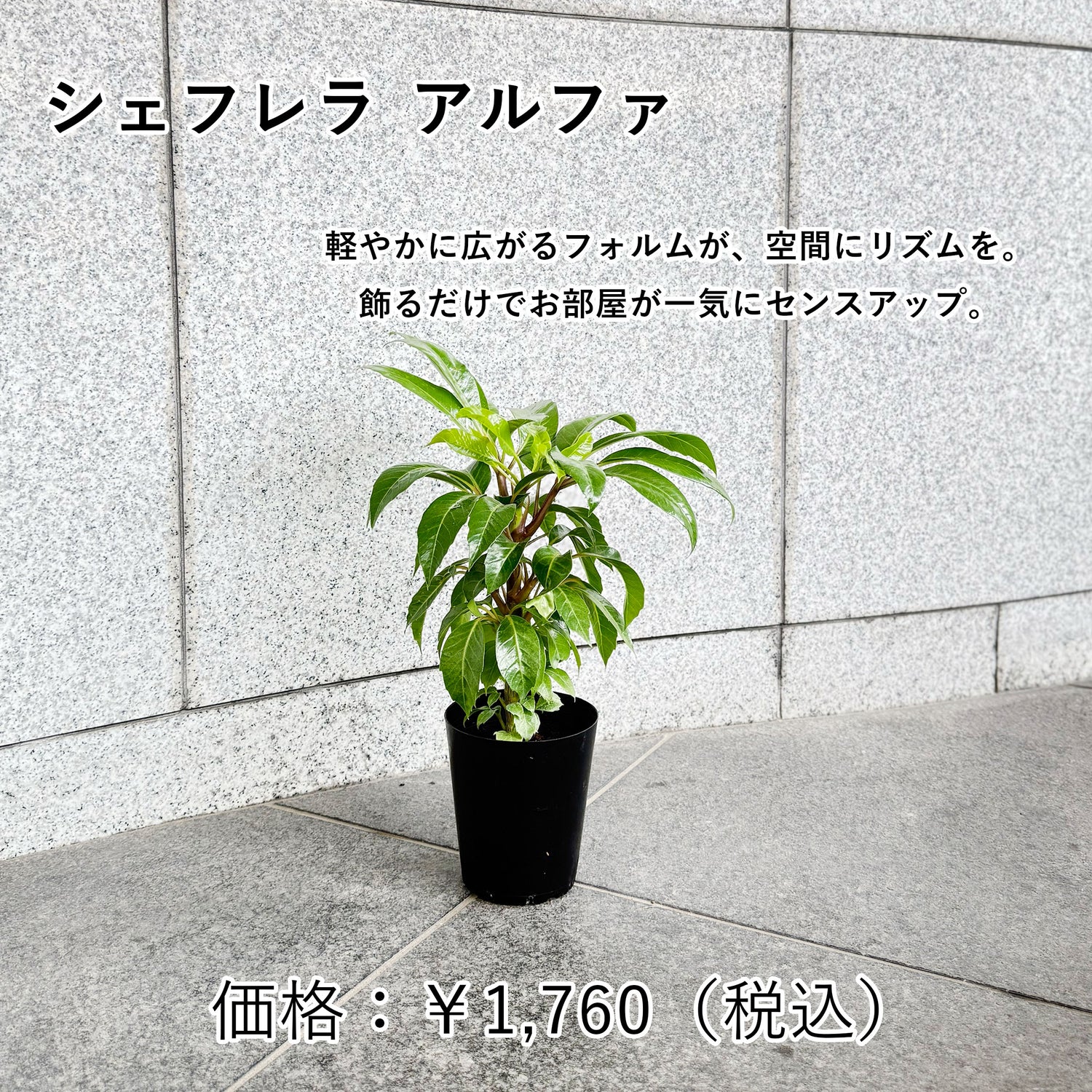 観葉植物