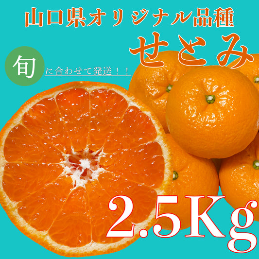 お試しサイズ！！【山口県オリジナル春みかん『せとみ』2.5kg】