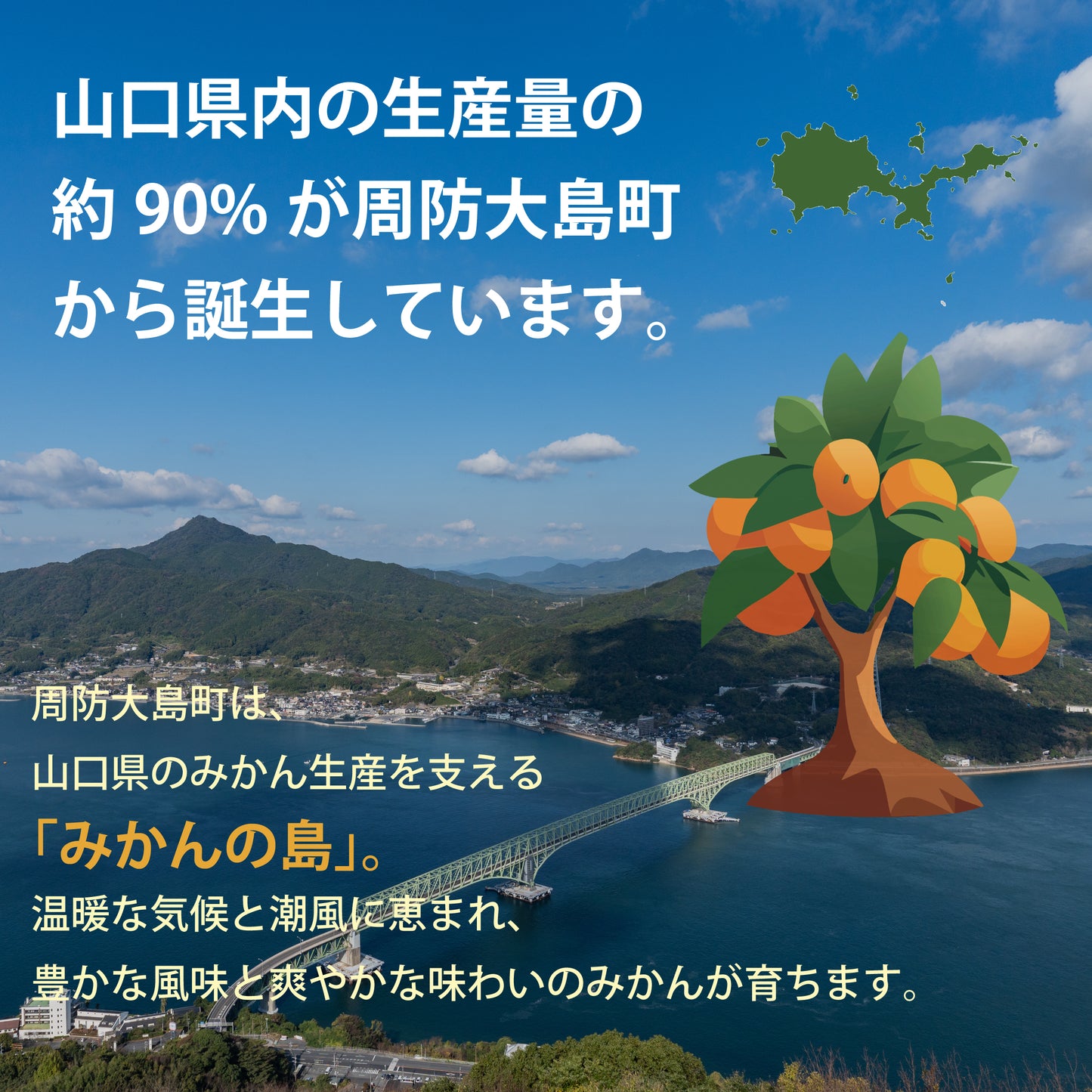 【約10kg】大島みかん – 山口県が誇る「みかんの島」の恵み【市場直送】
