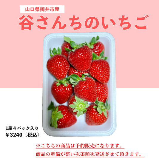 山口県柳井市で見つけた一粒にギューっと愛情と旨味が詰まった【谷さんちのいちご】