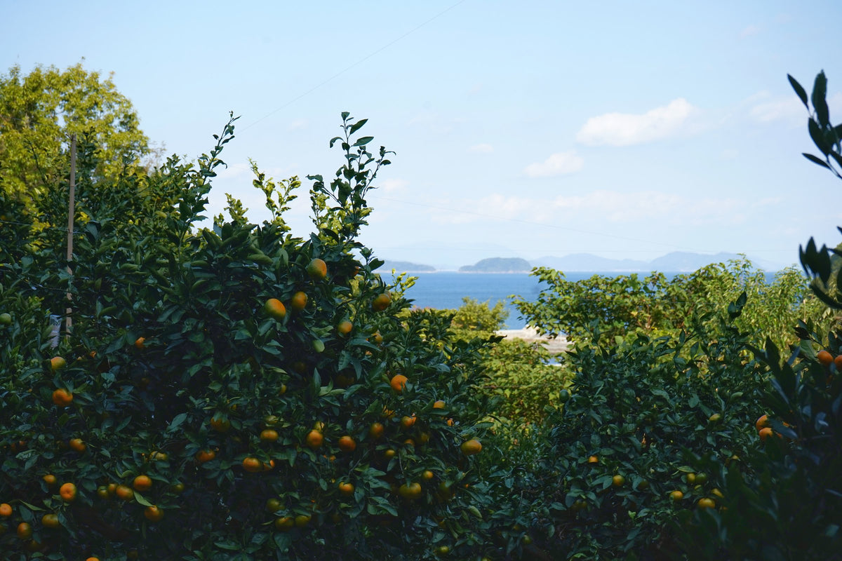 山口県周防大島のみかん畑。手前にみかんの木、奥に瀬戸内海と島影